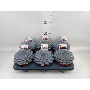 Echeveria   ...