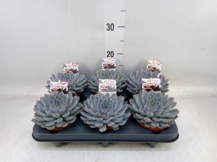<h4>Echeveria   ...</h4>