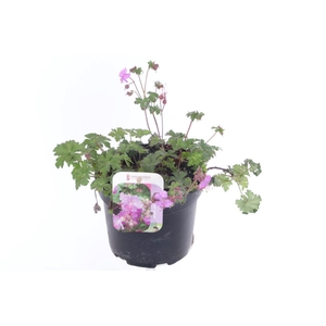 Geranium cant. Karmina
