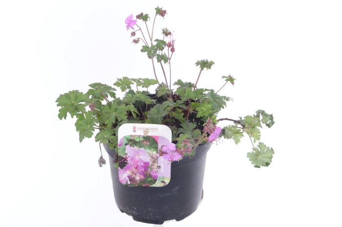 <h4>Geranium cant. Karmina</h4>