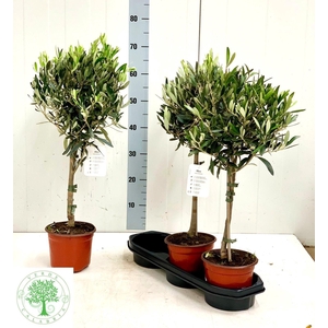 OLEA EUROPAEA