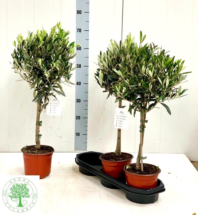<h4>OLEA EUROPAEA</h4>