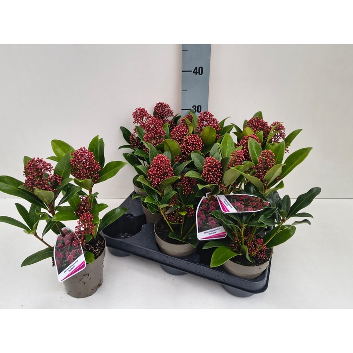 <h4>SKIM J RUBELLA</h4>