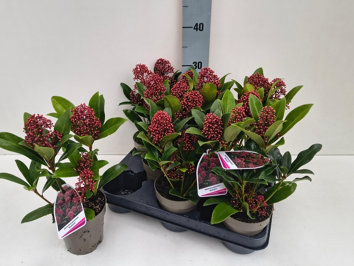 <h4>SKIM J RUBELLA</h4>