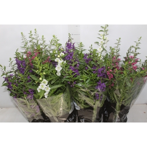 ANGELONIA P14 VARIADO