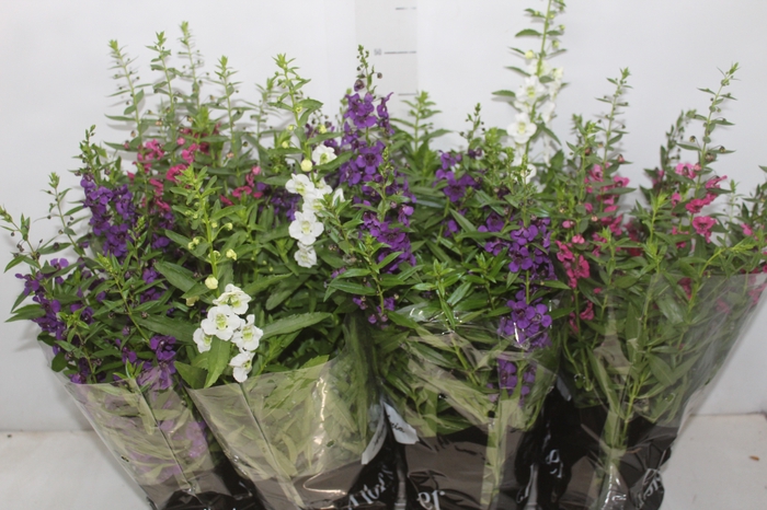 <h4>ANGELONIA P14 VARIADO</h4>