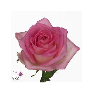 Rosa large sorbet avalanche+