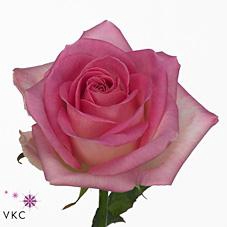 <h4>Rosa large sorbet avalanche+</h4>