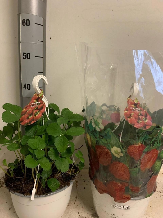 <h4>FRAG ELSANTA</h4>