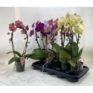 PHAL GEM