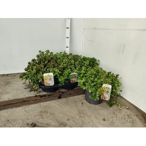 SEDUM SPURIUM