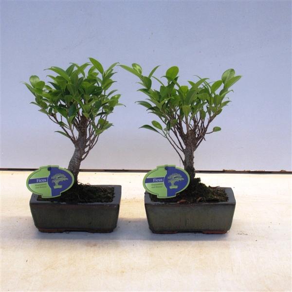<h4>Ficus retusa, 15cm., broom, without drip tray</h4>