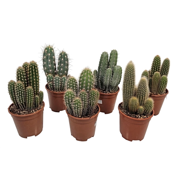 <h4>Cereus Mixdoos</h4>