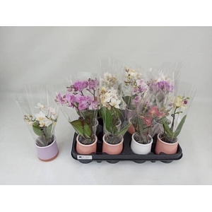 PHAL MINI