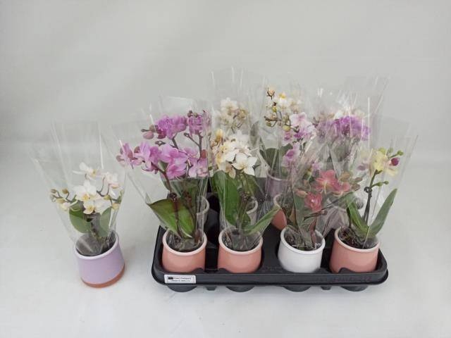 <h4>PHAL MINI</h4>