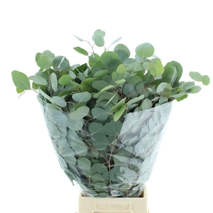 EUC POLYANTHEMO P BS