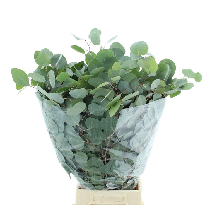 <h4>Euc Polyanthemo P Bs</h4>