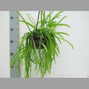 Rhipsalis   ...