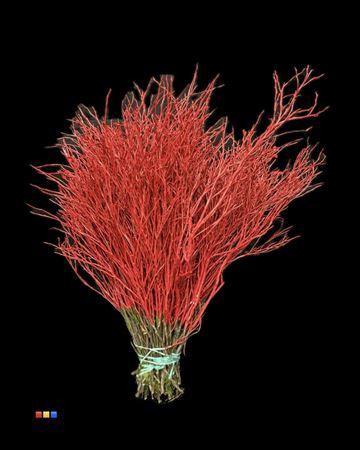 <h4>Vaccinium / Heidelbeer Red</h4>