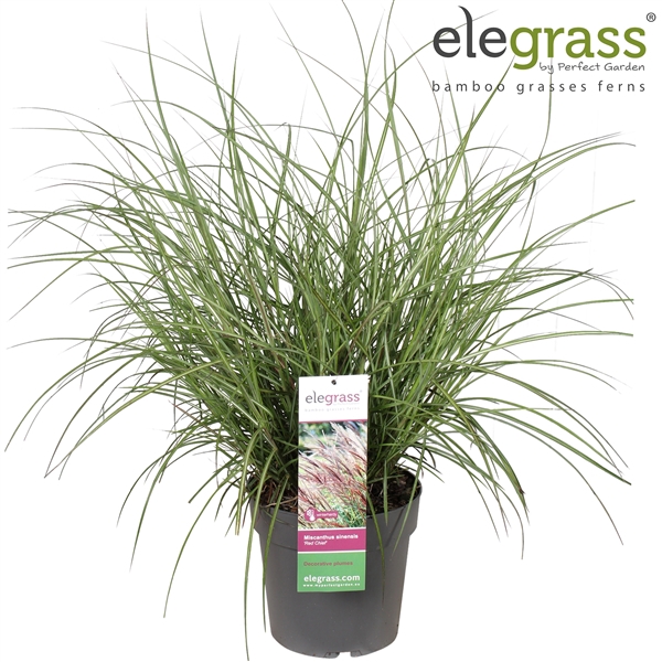 <h4>Miscanthus sinensis 'Red Chief' P23</h4>
