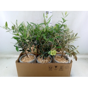 Arr.   Tuinplanten H%