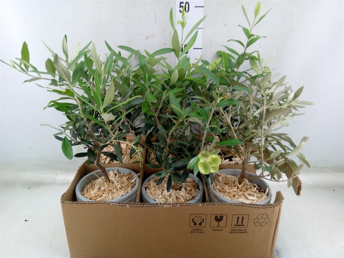 <h4>Arr.   Tuinplanten H%</h4>