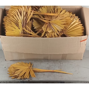 DF Palm Sun Paint Yellow