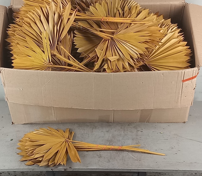 <h4>DF Palm Sun Paint Yellow</h4>