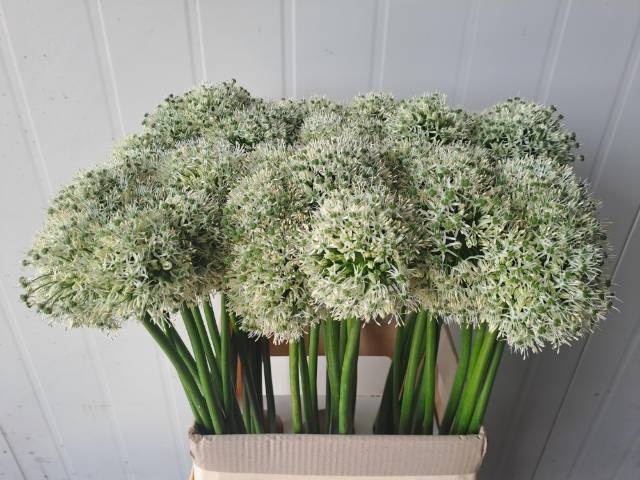 <h4>ALLIUM MOUNT EVEREST</h4>