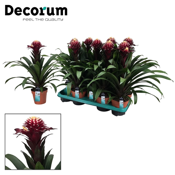 <h4>Guzmania Francesca (Decorum)</h4>