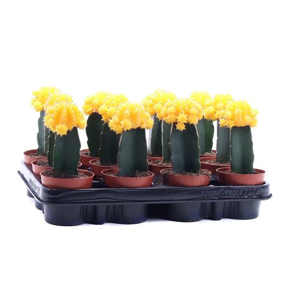 <h4>Gymno geel geent 8,5 cm</h4>