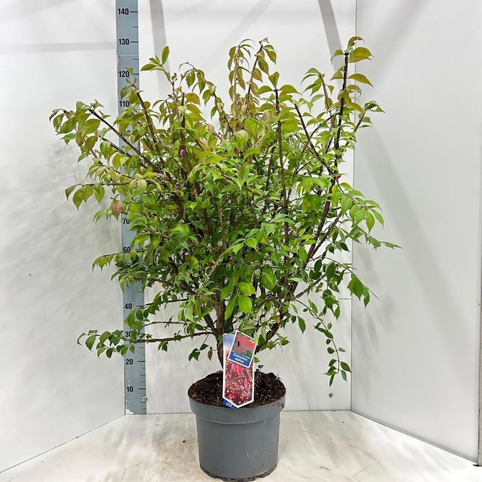 <h4>Euonymus alatus</h4>