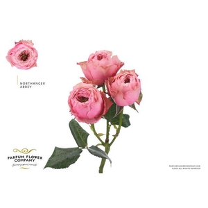 Rosa spray garden northanger abbey