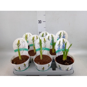 Camassia leich. 'Caerulea'