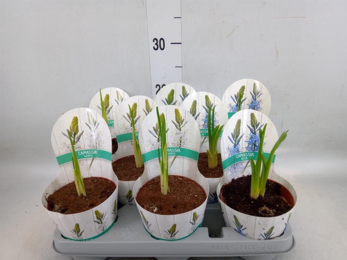 <h4>Camassia leich. 'Caerulea'</h4>