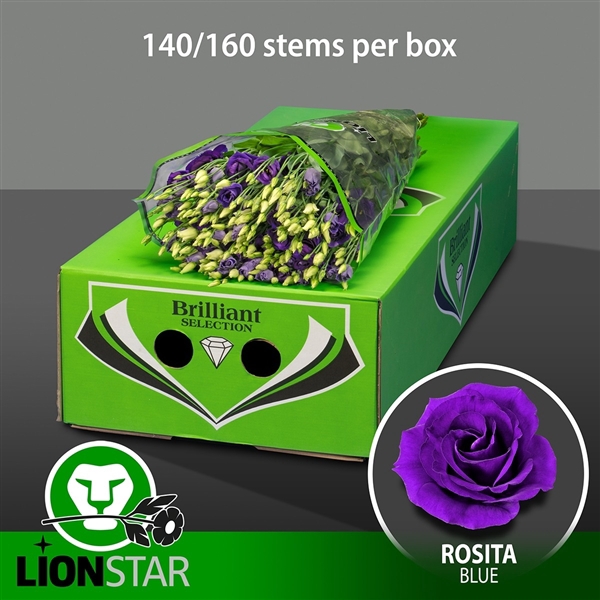 <h4>Rosita Blue Exportdoos</h4>