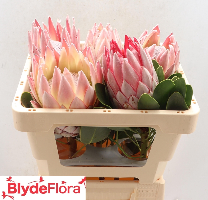 <h4>PROTEA CYNAROIDES</h4>