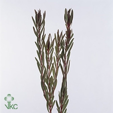 Leucad Fire Flash Spray