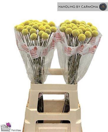 <h4>Craspedia Paintball Pop</h4>