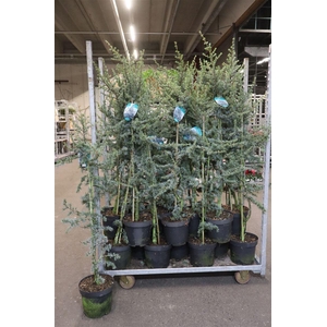 Cedrus Libani Glauca