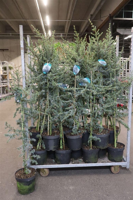 <h4>Cedrus Libani Glauca</h4>