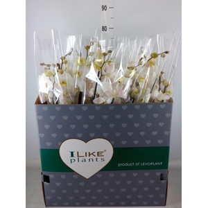 Phalaenopsis   ...white