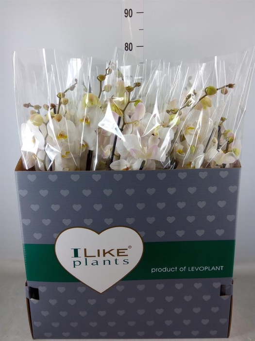 <h4>Phalaenopsis   ...white</h4>