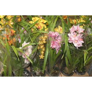 CYMBIDIUM P18 MIN 1 HT