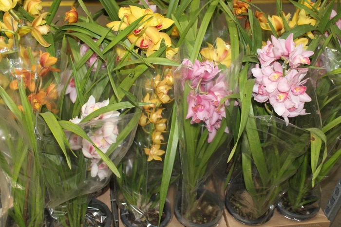 <h4>CYMBIDIUM P18 MIN 1 HT</h4>