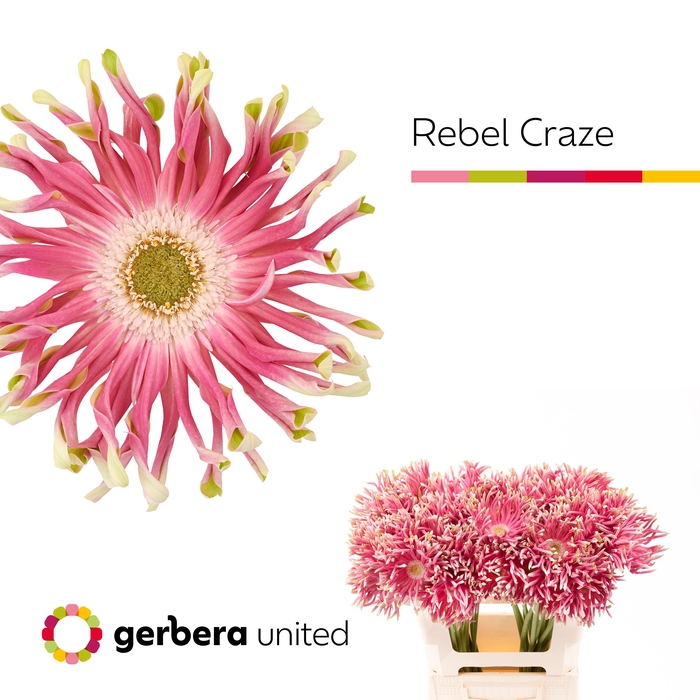 <h4>Gerbera Pasta Rebel Craze Water x40</h4>