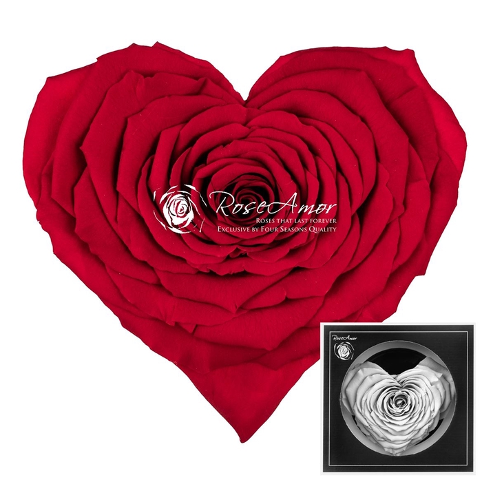 <h4>Corazon Red02</h4>