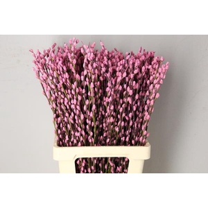 Salix Snowflake 70cm Pink