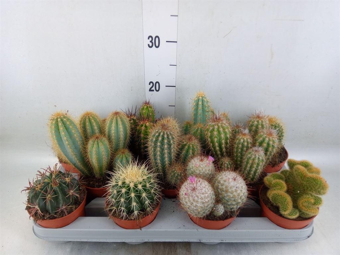<h4>Cactus   ...mix</h4>