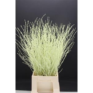 Berk Kort Creme